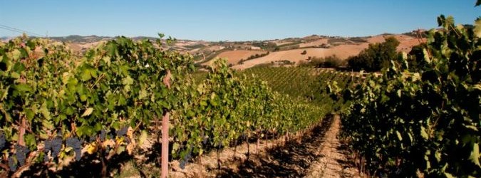 Vinea organizza un incontro sul Piano di Sviluppo Rurale