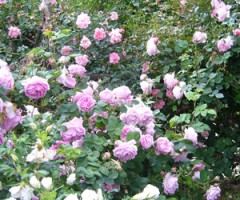 consigli di lettura rosa