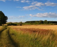 imu agricola