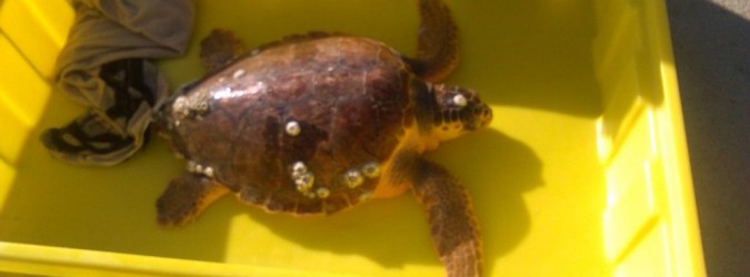 Tartaruga Nik salvata dall'imbarcazione ECO1