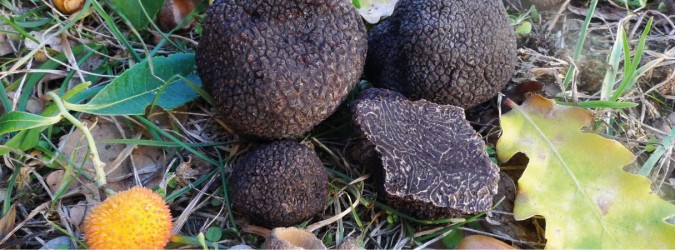 tartufo nero