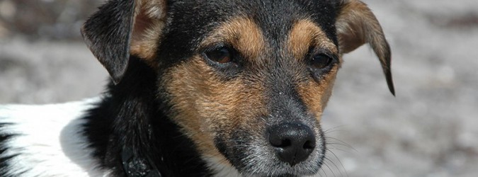 animali adozioni