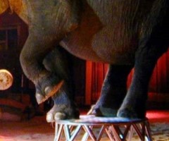 circo animali