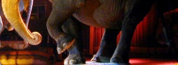 circo animali