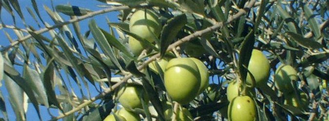 dop oliva ascolana tenera