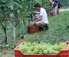 lavoro stagionale