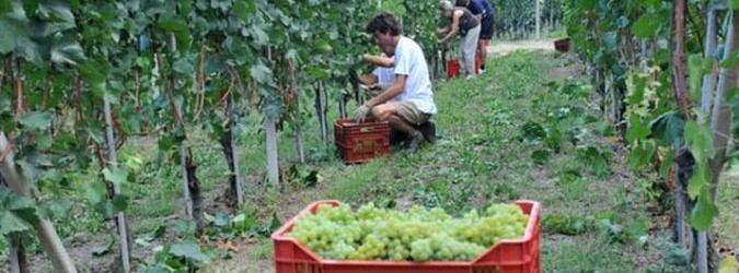 lavoro stagionale