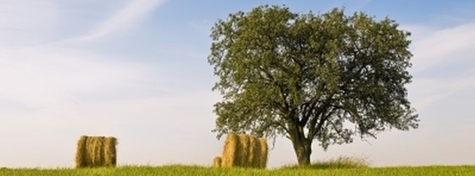 Incentivi alle agroenergie grazie al conto termico