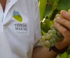 terroir marche uva