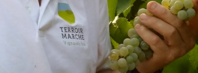 terroir marche uva