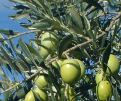raccolta oliva tenera ascolana