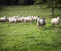 pecore al pascolo - greggi