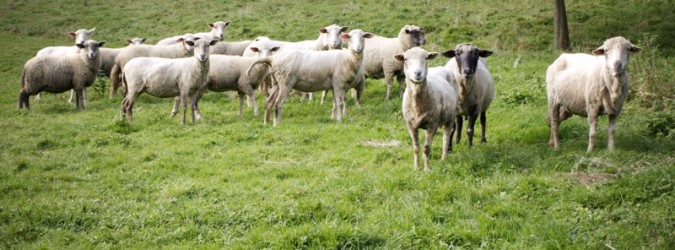 pecore al pascolo - greggi