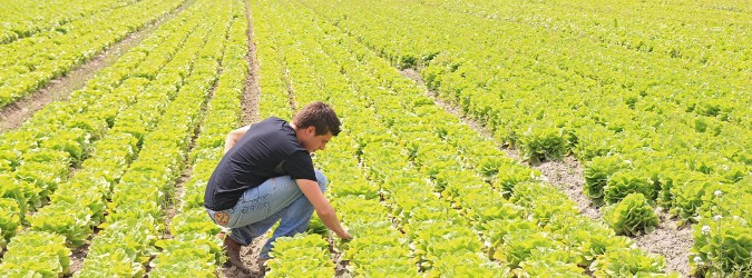regione marche bando agricoltori