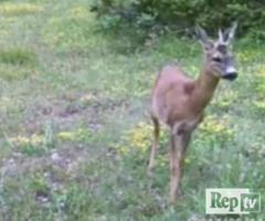 unicorno monti sibillini