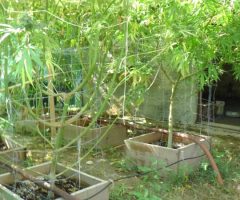 maijuana in giardino