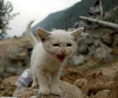terremoto animali