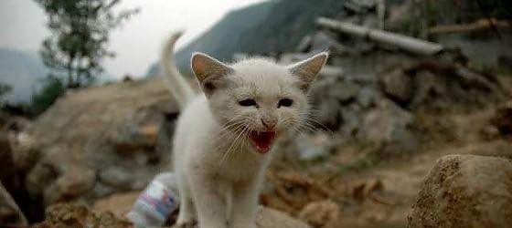 terremoto animali