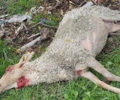 attacco gregge - strage di pecore