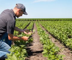bandi imprese agricole marche
