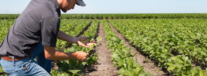 bandi imprese agricole marche