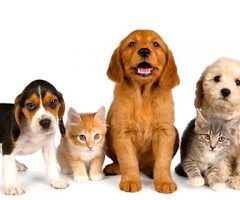 foto-animali-domestici