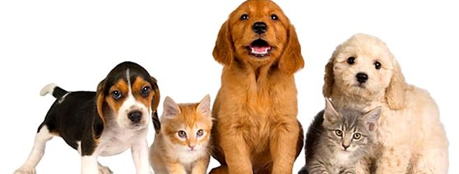 foto-animali-domestici