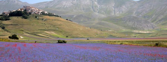 fioritura castelluccio 2018