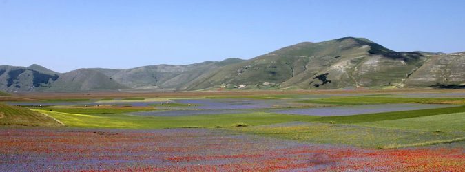 fioritura di castelluccio