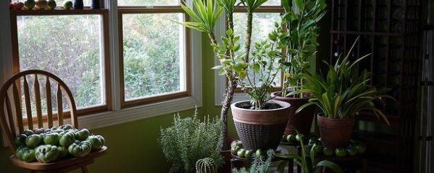 piante in casa