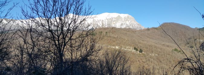 arquata potest