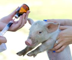 antibiotici agli animali allarme
