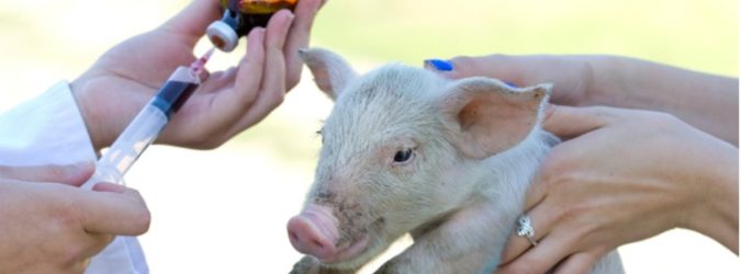 antibiotici agli animali allarme