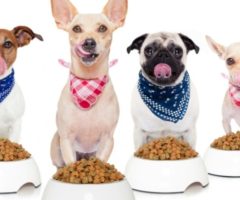 cibo per cani