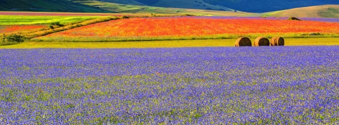 Corsa e camminata della fioritura, Castelluccio di Norcia