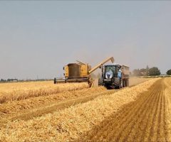 trebbiatura coldiretti marche