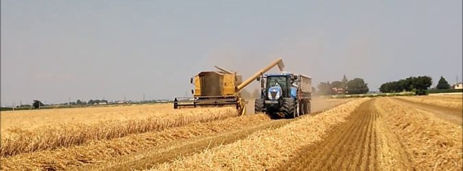 trebbiatura coldiretti marche