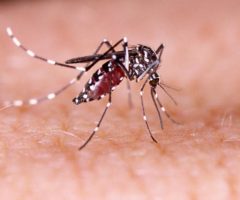 dengue nelle Marche
