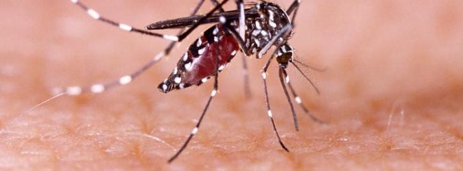 dengue nelle Marche