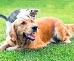Animali domestici Marche
