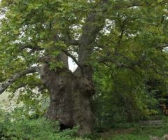 Albero del Piccioni Ascoli Piceno