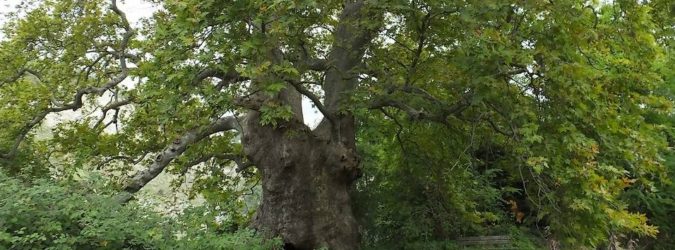 Albero del Piccioni Ascoli Piceno