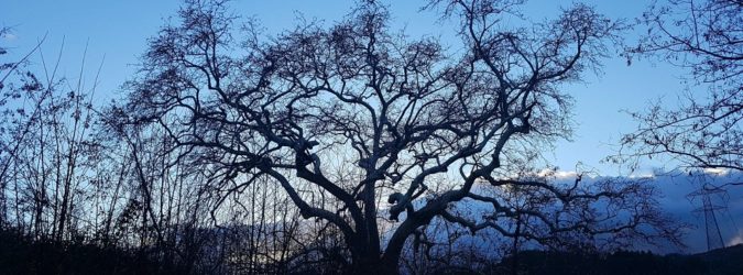 Albero del Piccioni