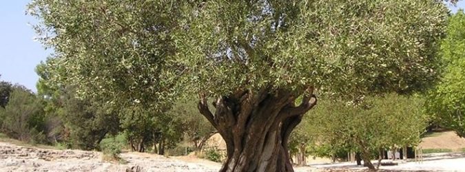 Olivo Ascoli Piceno