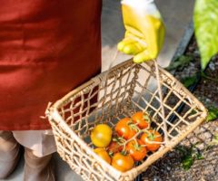 Agroalimentare