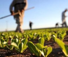 Coronavirus e agricoltura