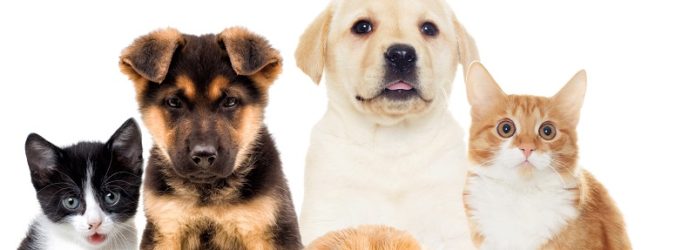 Coronavirus e animali domestici