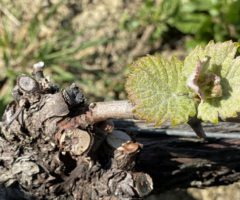 Adozioni in vigna Terra Argillosa