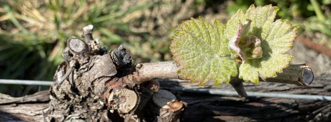 Adozioni in vigna Terra Argillosa