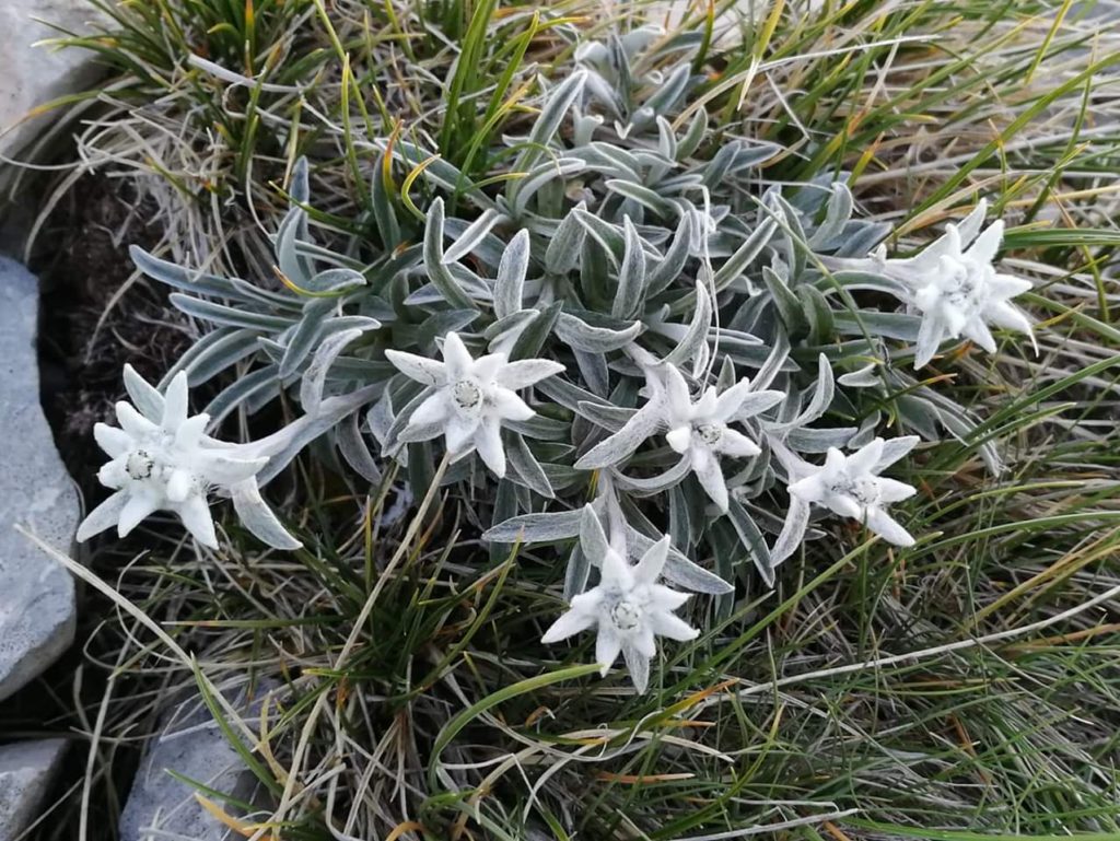 Stella Alpina Appenninica
